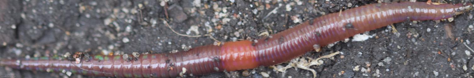 Redhead Worm
