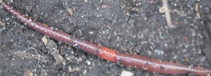 Redhead Worm