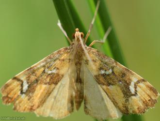 image for Marbled Fern