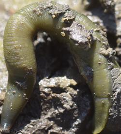 Horse Leech