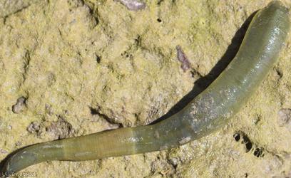 Horse Leech