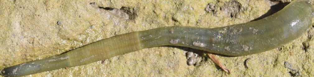 Horse Leech