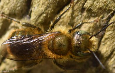 Blue Mason Bee