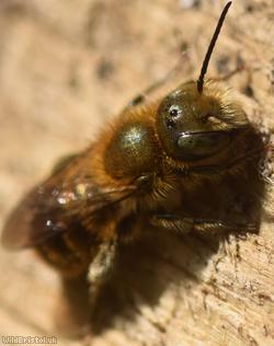 Blue Mason Bee