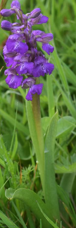 Green-winged Orchid