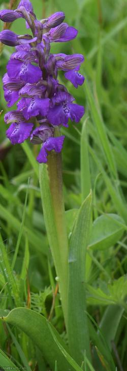 Green-winged Orchid