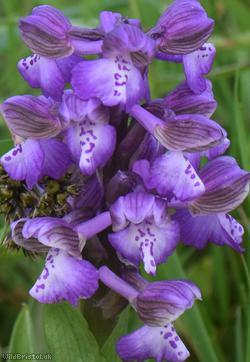 Green-winged Orchid