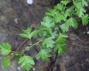 image for Common Hawthorn type 47