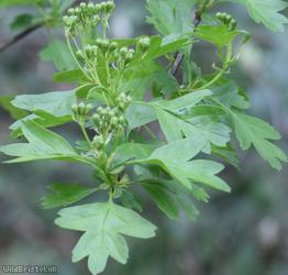 Common Hawthorn type 47