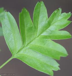 Common Hawthorn type 47