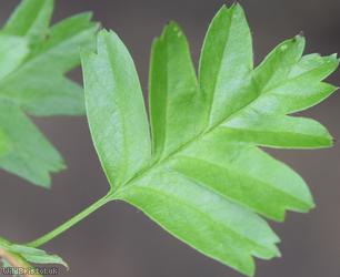 Common Hawthorn type 47