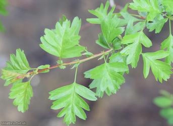 Common Hawthorn type 47