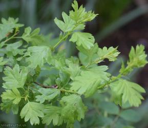 Common Hawthorn type 48