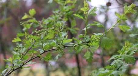 Common Hawthorn type 48