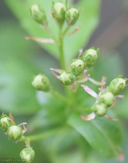 Common Hawthorn type 48