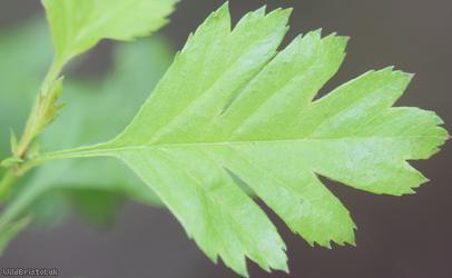 Common Hawthorn type 48