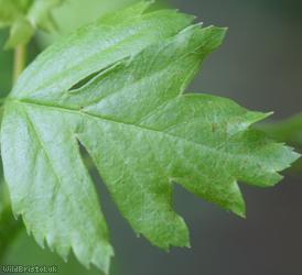 Common Hawthorn type 48