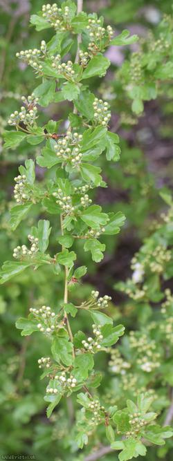 Common Hawthorn type 49