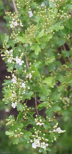 image for Common Hawthorn type 51
