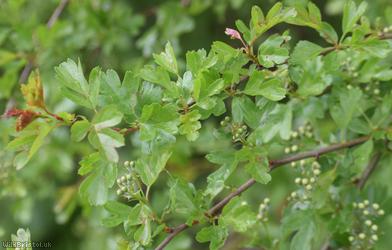 Common Hawthorn type 49