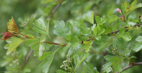 Common Hawthorn type 49