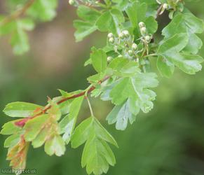 Common Hawthorn type 49
