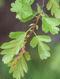Common Hawthorn type 49