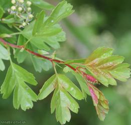 Common Hawthorn type 49