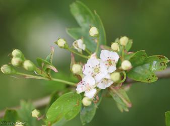 Common Hawthorn type 51