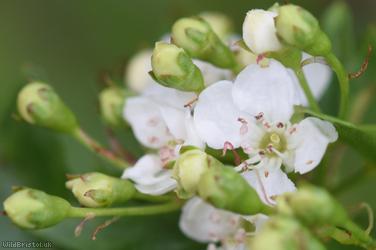 Common Hawthorn type 51