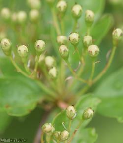 Common Hawthorn type 51