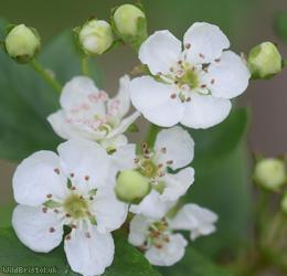 Common Hawthorn type 51