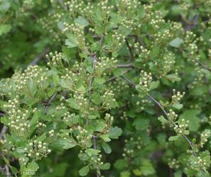 image for Common Hawthorn type 52
