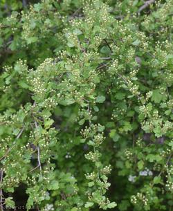 Common Hawthorn type 52