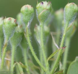 Common Hawthorn type 52