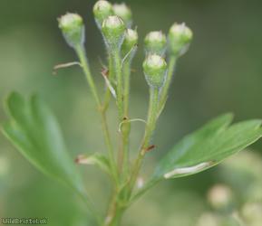 Common Hawthorn type 52