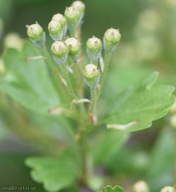 Common Hawthorn type 52