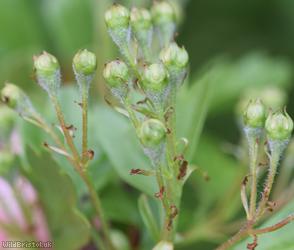 Common Hawthorn type 52
