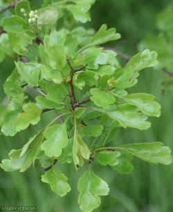 image for Common Hawthorn type 53