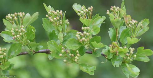 Common Hawthorn type 53