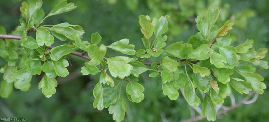Common Hawthorn type 53
