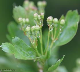 Common Hawthorn type 53