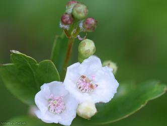 Common Hawthorn type 53