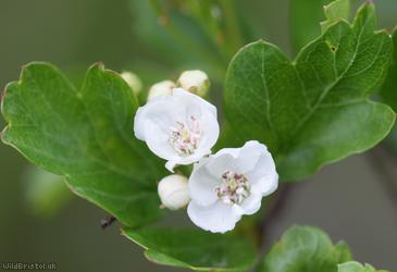 Common Hawthorn type 53