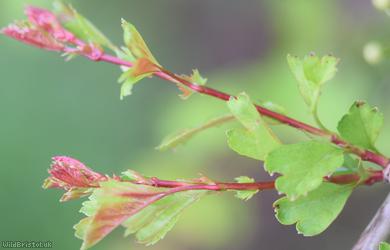 image for Common Hawthorn type 45