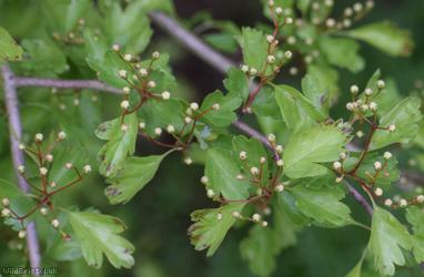 Common Hawthorn type 45
