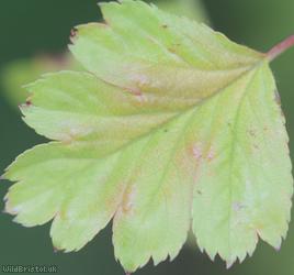 Common Hawthorn type 45