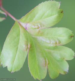 Common Hawthorn type 45