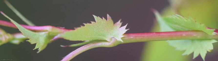 Common Hawthorn type 45