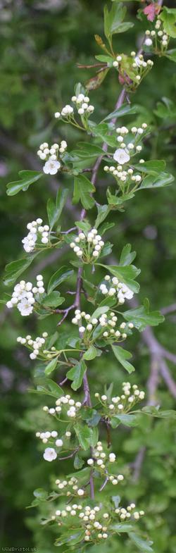 image for Common Hawthorn type 54